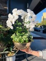 3 Atlı Orkide *GOLD