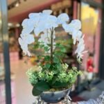 3 Atlı Orkide *Gümüş