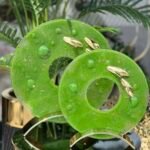 2 Lİ SHARK FÜZYON YEŞİL