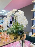 4 Dal Orkide ** ESKİTME - Görsel 2