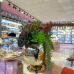 Sükulent Karma Arajman Tombik * GOLD