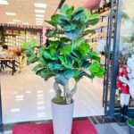 Keman Yapraklı Ficus 4438