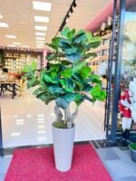 Keman Yapraklı Ficus 4438