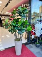 Keman Yapraklı Ficus 4438 - Görsel 2